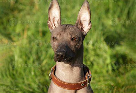 Standard Xoloitzcuintli Puppy