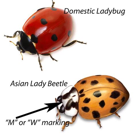 How to Get Rid of Lady Bugs