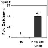 ChIPAb+ Phospho-CREB (Ser133) - ChIP Validated Antibody and Primer Set ...