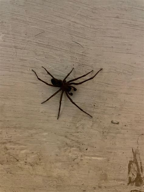 Large black spider bro. Southern Wisconsin, basement. Anyone? : r/spiders