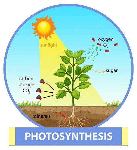 Detailed Photosynthesis Diagram