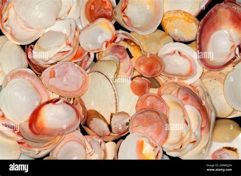 Image result for WinShell Clam