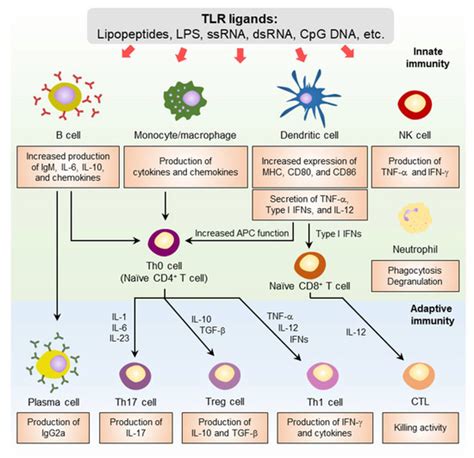 Recent Advances in the Development of Toll-like Receptor Agonist-Based ...