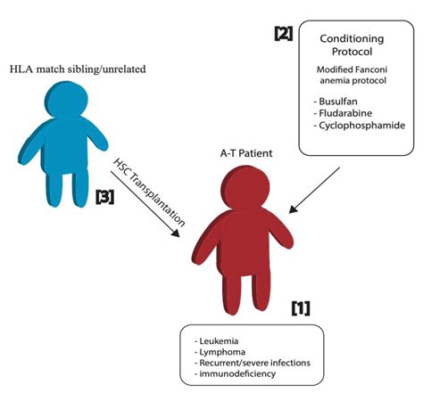 Bone Marrow Transplantation as Therapy for Ataxia-Telangiectasia: A ...