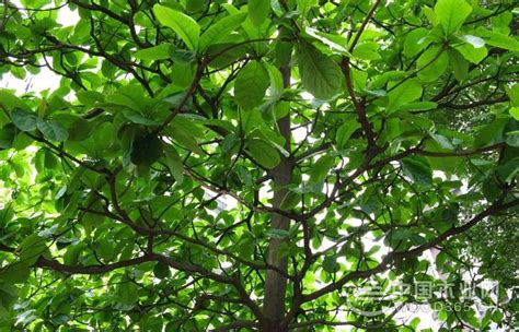 关于榄仁树的资料|榄仁树图片大全-中国木业网