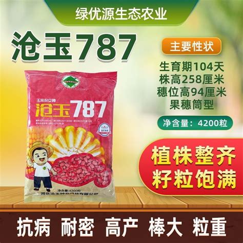 大庆市干玉米脱粒玉米找哪家，大庆市精品玉米优质玉米供应销售