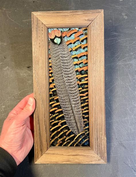 14 X 7 Ocellated Turkey Feather Art - Etsy