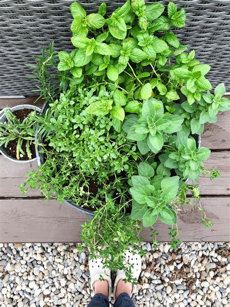 How to Plant a Container Herb Garden - A Pretty Life In The Suburbs