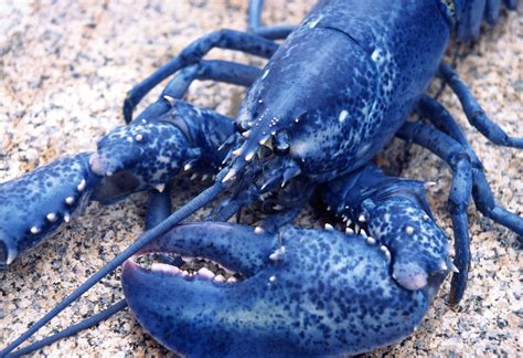 Download Rare Blue Lobster With Huge Claws Wallpaper | Wallpapers.com