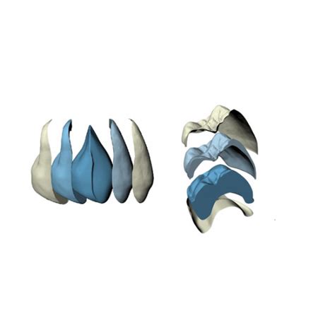artegral® life Frontzähne UK UC-Form