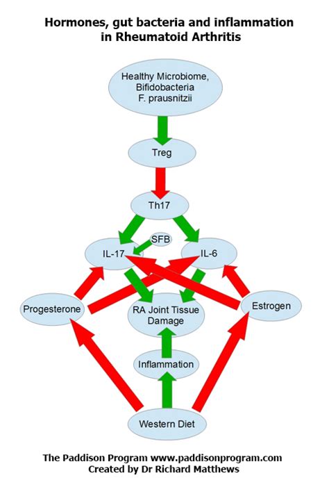 Image result for hormones affecting inflammation in joints