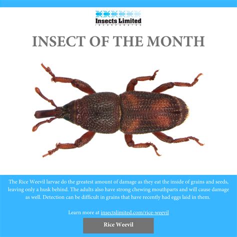 Insect of the Month: Rice Weevil (Sitophilus oryzae) — Insects Limited — Insects Limited