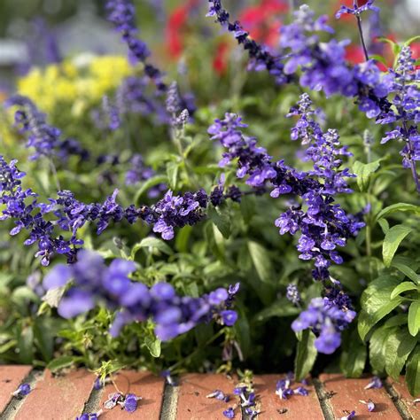 Williams Funeral Home, Inc. | Opelousas LA