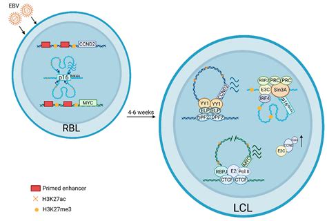 Epstein–Barr Virus B Cell Growth Transformation: The Nuclear Events