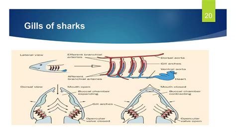 Respiration in Fish | PPTX