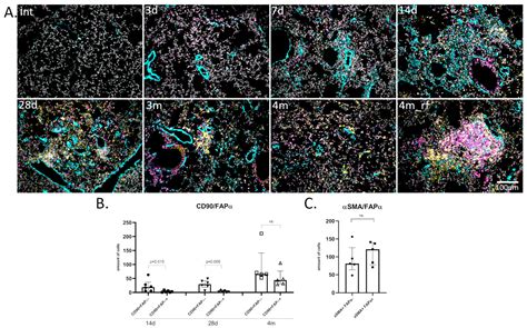 The Role of Activated Stromal Cells in Fibrotic Foci Formation and ...