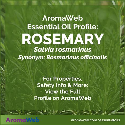 Is Rosemary Extract An Essential Oil at Kathaleen Velasquez blog