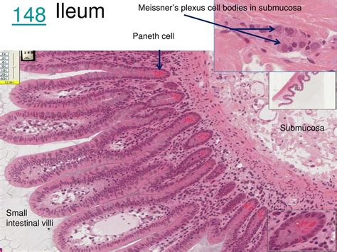 PPT - Digestive System Basics: Understanding Function and Structure ...