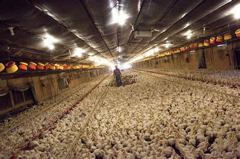 South Carolina Poultry Farms For Sale at William Dejesus blog
