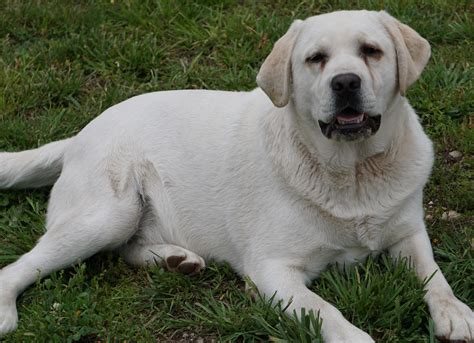 White English Labrador Retriever
