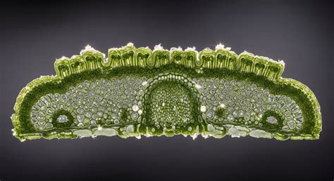 Microscopic Leaf Structure 的图像结果