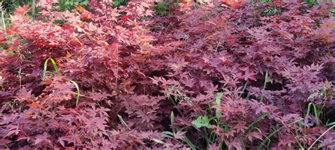 Japanese Red Maple Plants - Vibrant Foliage for Your Garden | Shop Now ...