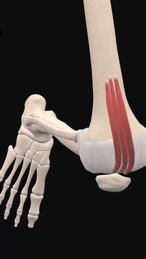 Bradley Blair Osteopath | Articularis genu muscle. Detailed Anatomy ...