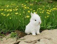 Image result for Rabbit of White and Brown Background
