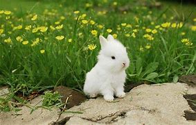 Image result for Little Bunny Rabbit