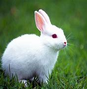 Image result for Baby Animals Wallpaper Rabbit Black and White