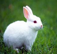 Image result for Grey Bunny Wallpapers