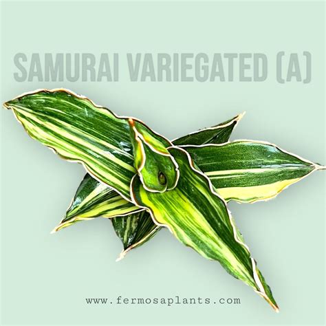 Sansevieria Samurai Variegated (A) – Fermosa plants