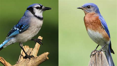 Bluebird Basics – Norfolk Botanical Garden