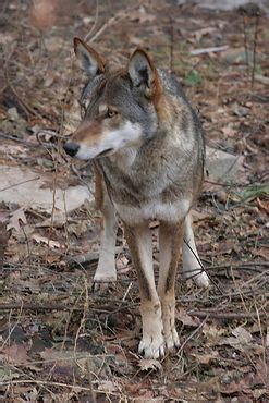 Image result for Wolves Types