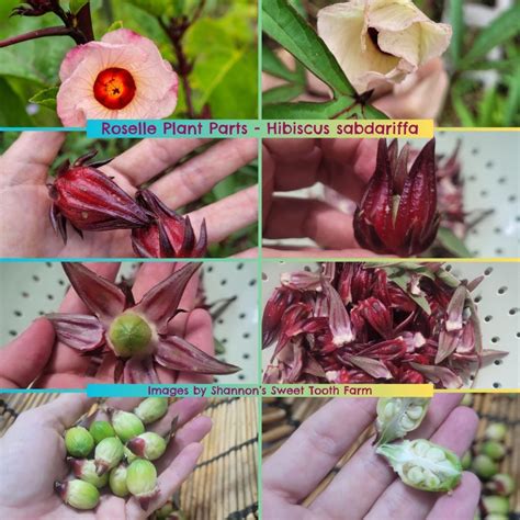 How and When to Harvest Roselle (Hibiscus sabdariffa) - GardensAll
