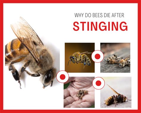 WHY BEES DIE AFTER STINGING | Sydneys Best Pest Control