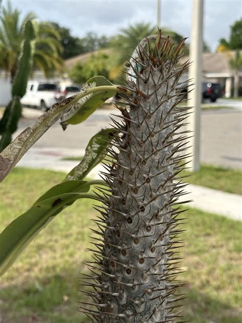 Oleander Caterpillar Infestation? : r/succulents