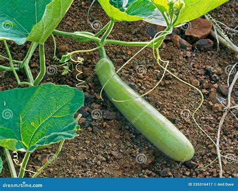 Dudhi Bhopla Bottle Gourd Samrat Field Stock Image - Image of dudhi ...