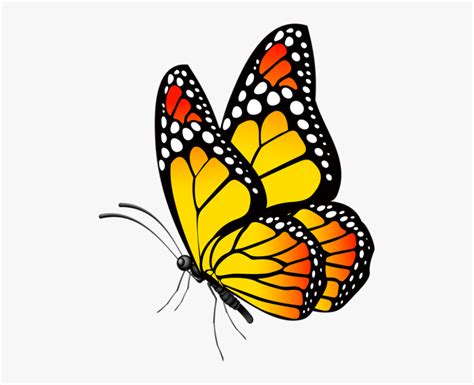 butterfly flying illustration