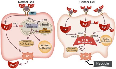 Iron–Sulfur Cluster Biogenesis as a Critical Target in Cancer
