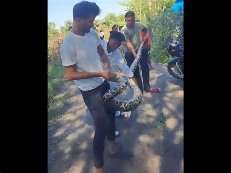 13-foot python rescued in Nehru Phaliya, Dharagiri