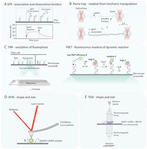 Elucidating Recombination Mediator Function Using Biophysical Tools