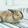 Image result for Cute Bunny Clothes
