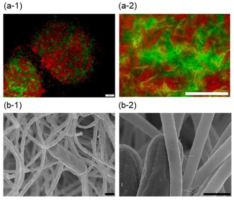 Coaggregation Occurs between a Piliated Unicellular Cyanobacterium ...