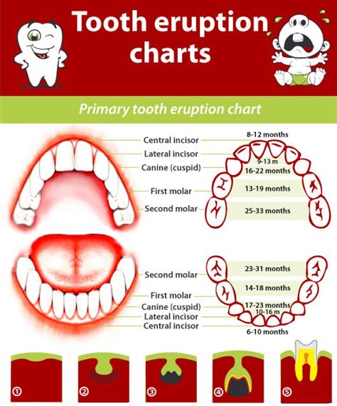 Primary and permanent teeth eruption chart - mybetterdentists