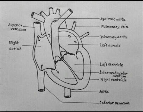 Draw a schematic diagram of human heart. - Brainly.in