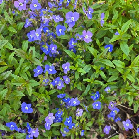 Veronica 'Georgia Blue' - Creeping Veronica