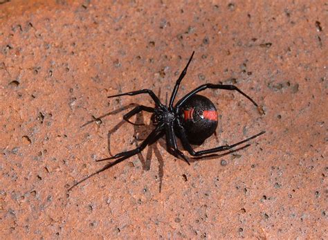 Immature Western Black Widow