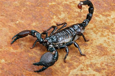 What Do Scorpions Eat? 20 Foods Scorpions Hunt in the Wild