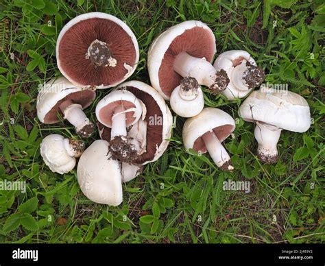 Fresh harvested field mushroom on the meadow. Agaricus campestris Stock Photo - Alamy
